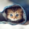 mystical_mudfish