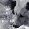 IcE_WoLf